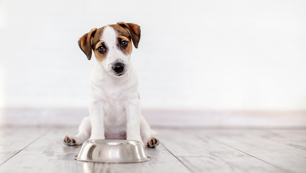 Ask Dr. Jenn: Should I consider a grain free diet for my dog?